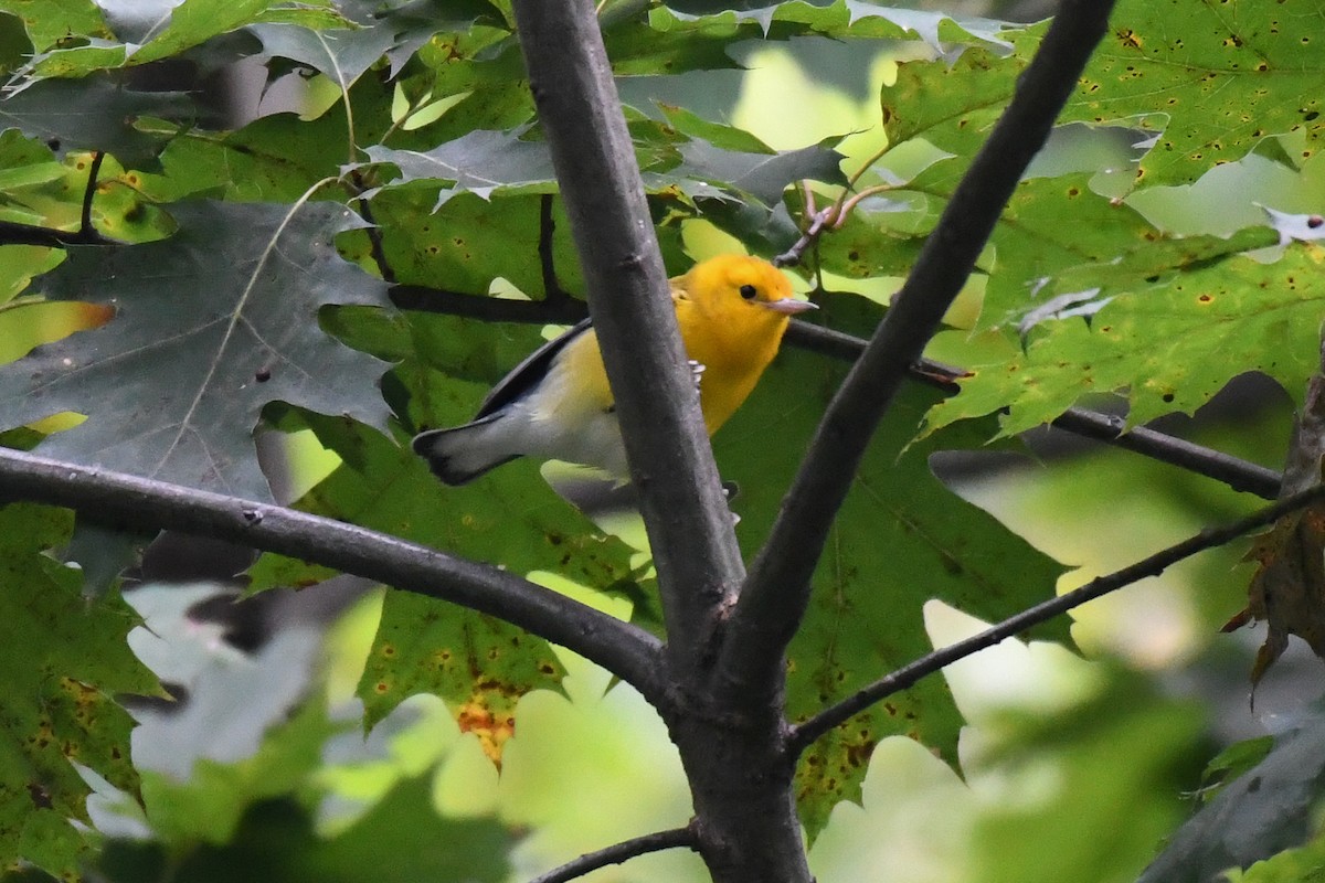 Prothonotary Warbler - ML642713797