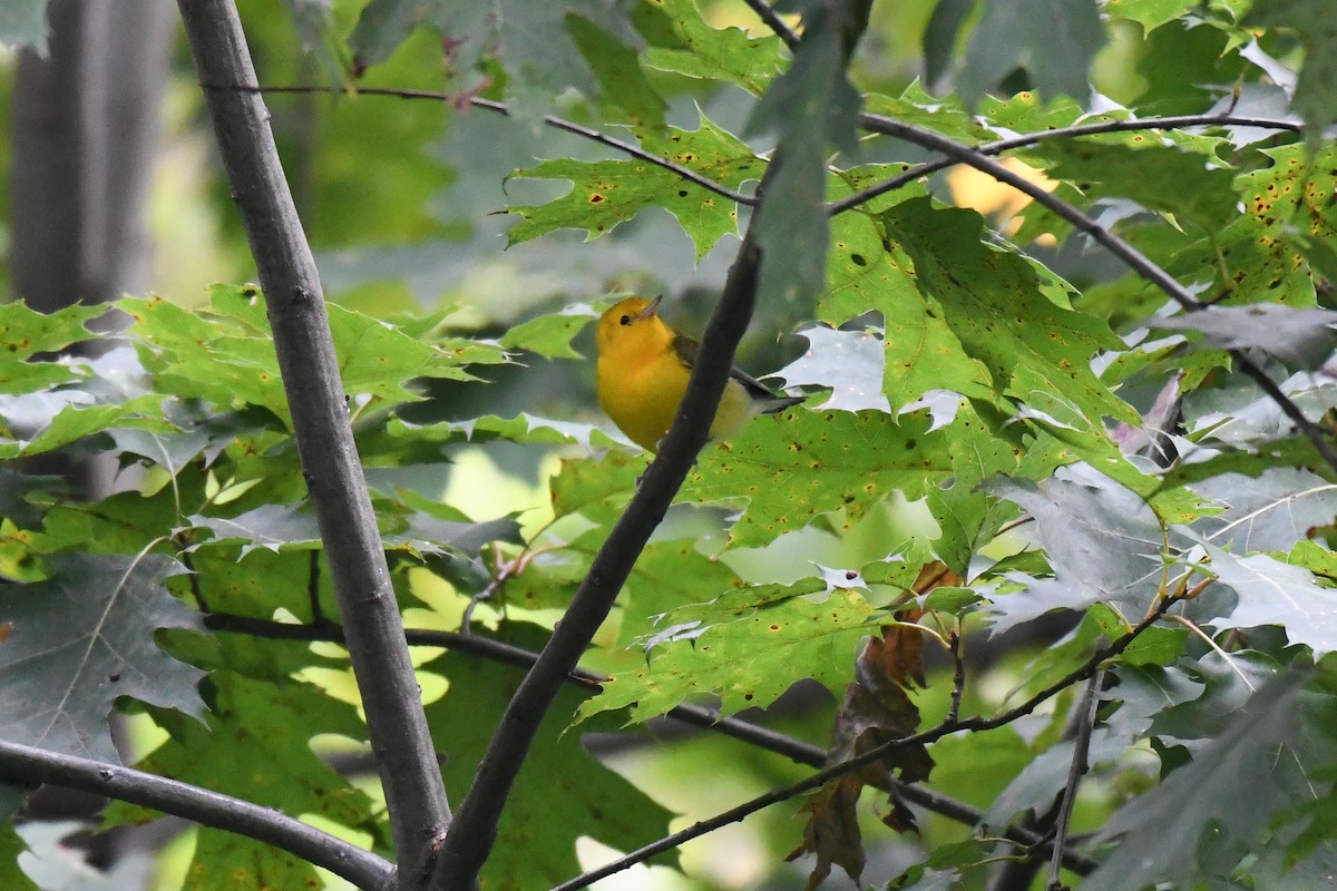 Prothonotary Warbler - ML642713800