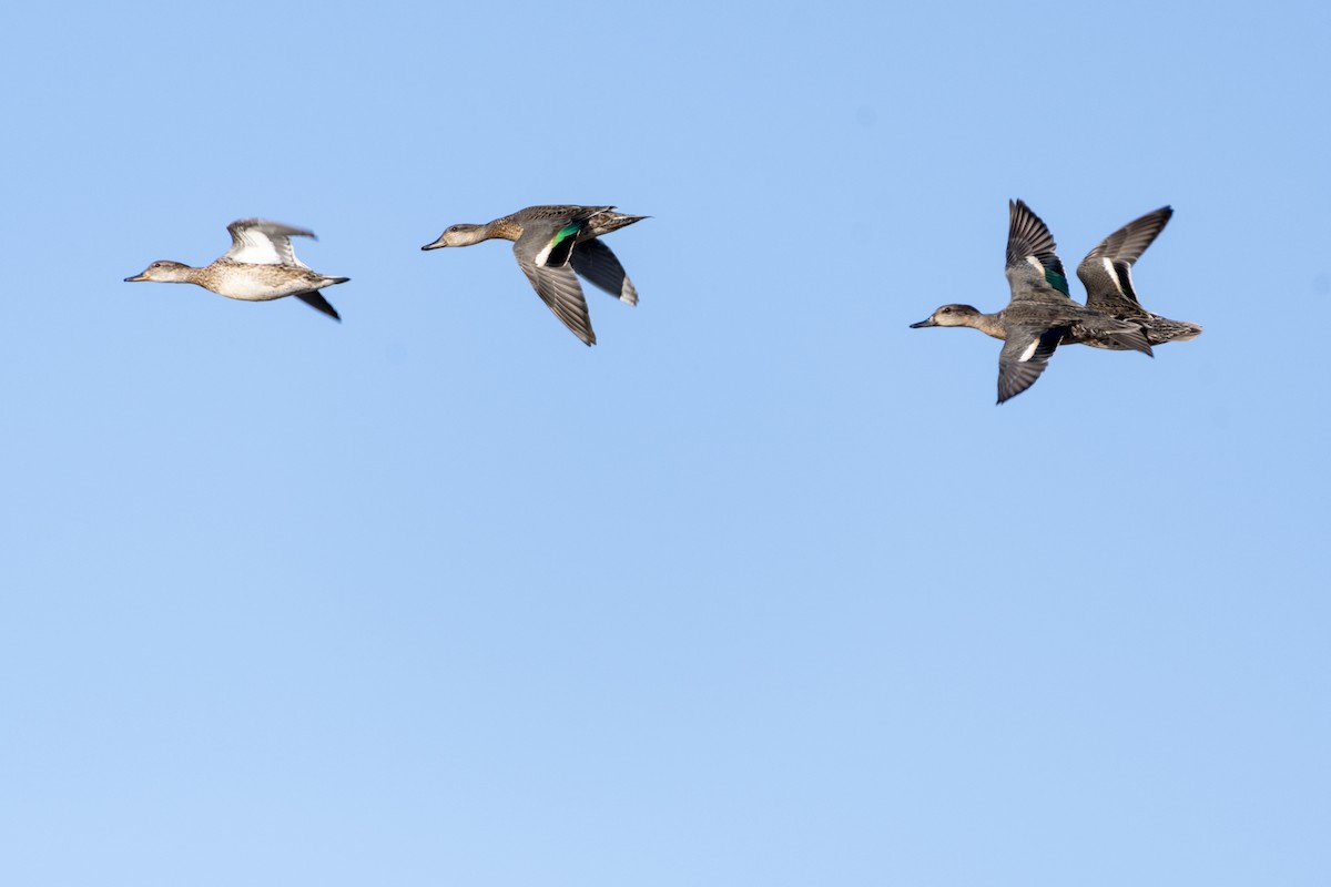 Green-winged Teal - ML642713801