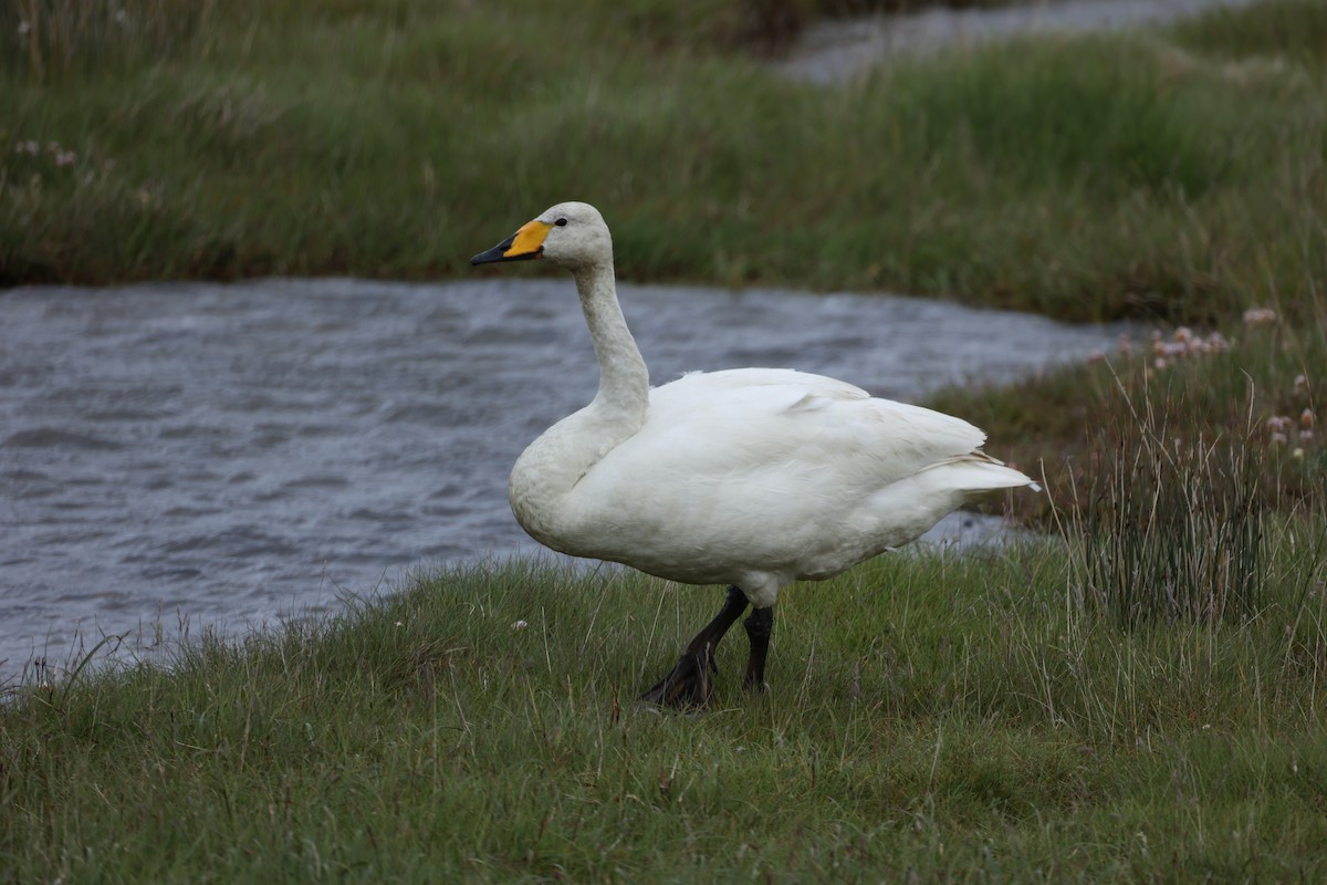 Whooper Swan - ML642713805