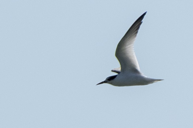 Little Tern - ML642713813
