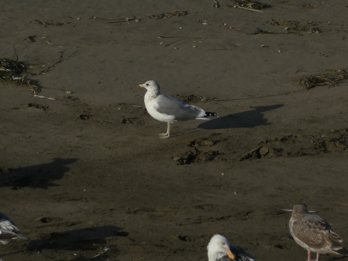 California Gull - ML642713814