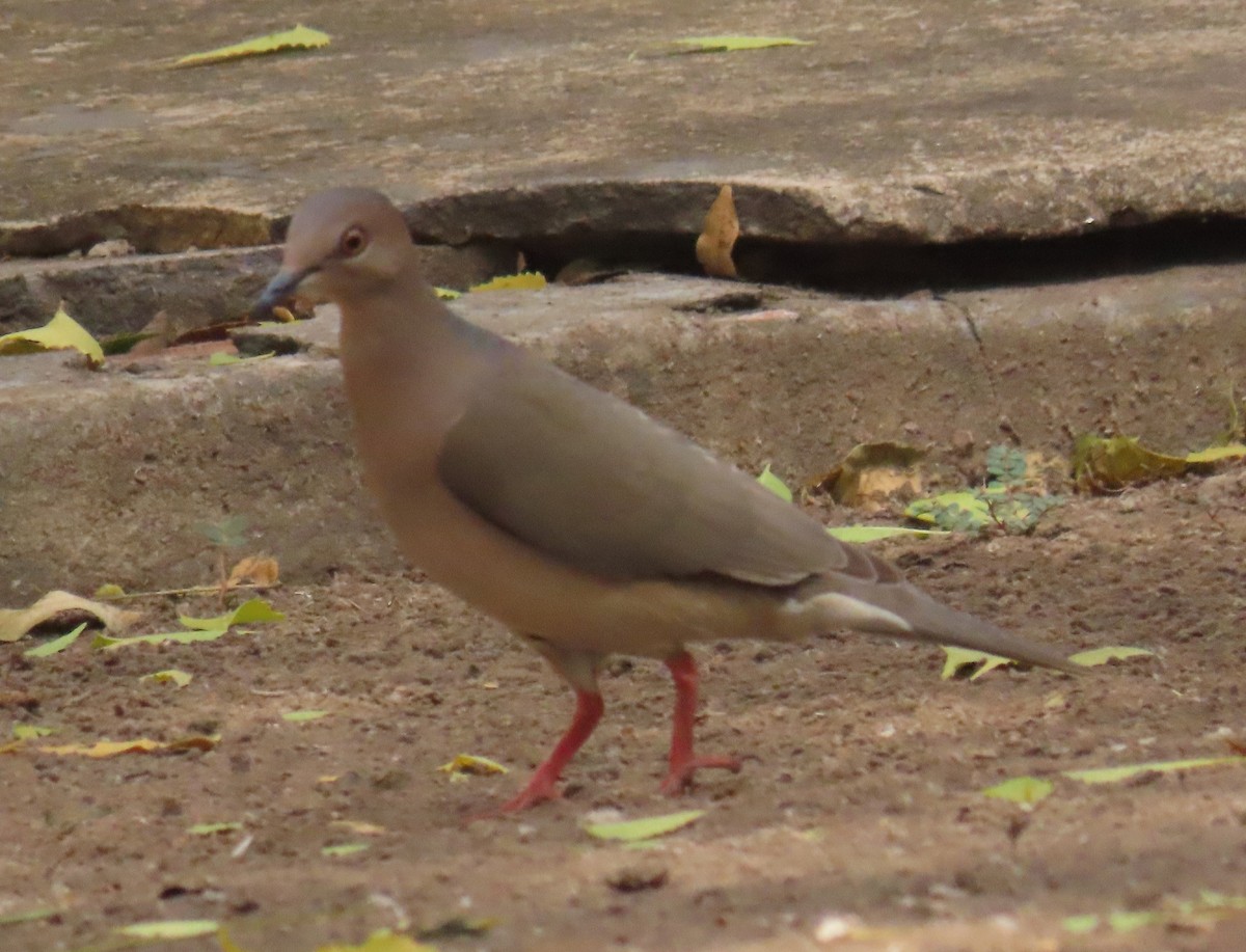 White-tipped Dove - ML642713816