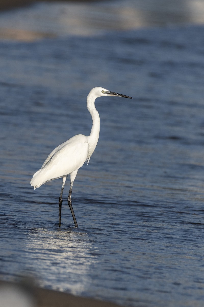 Little Egret - ML642713821
