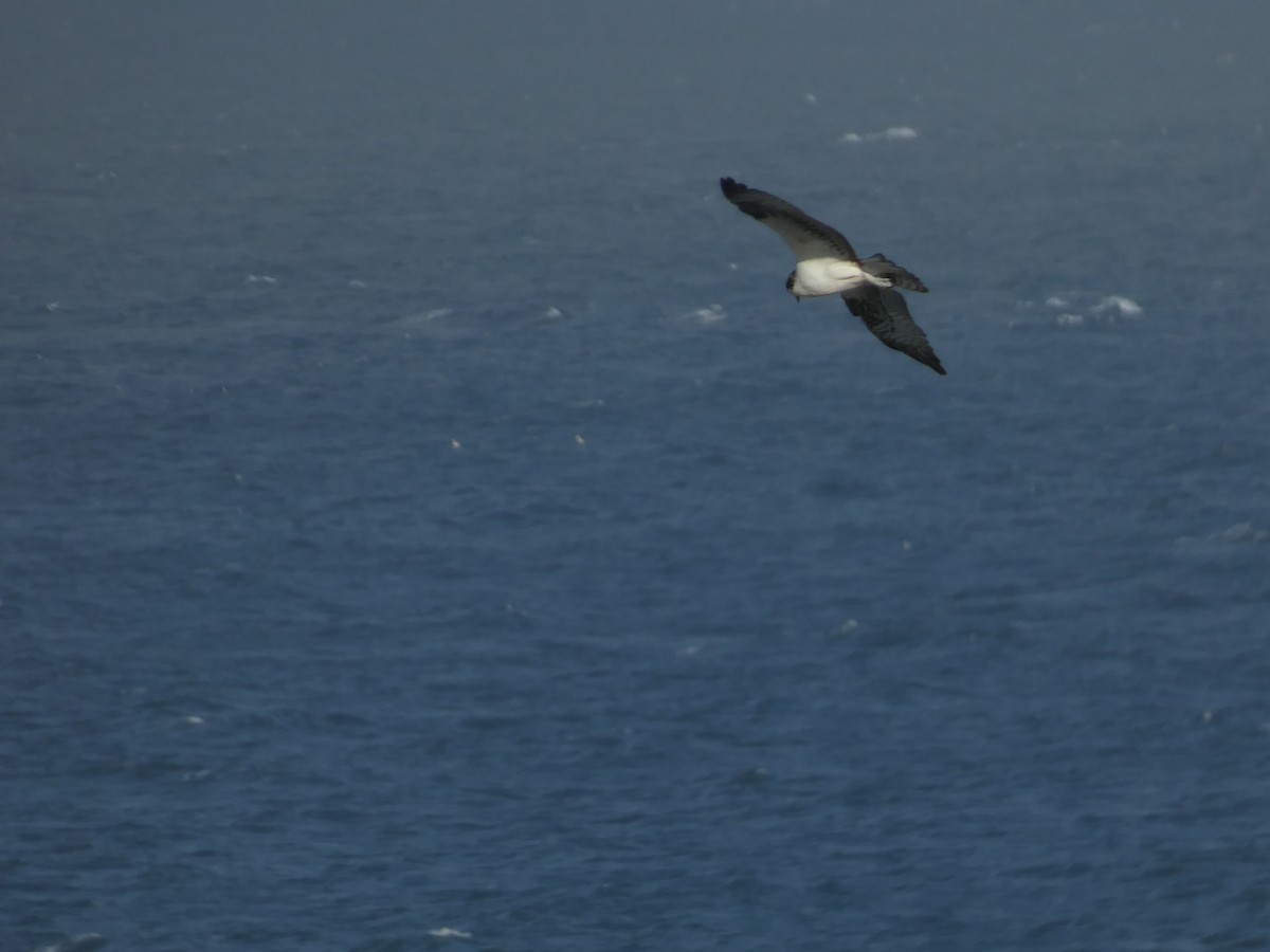 ミサゴ - ML642713826