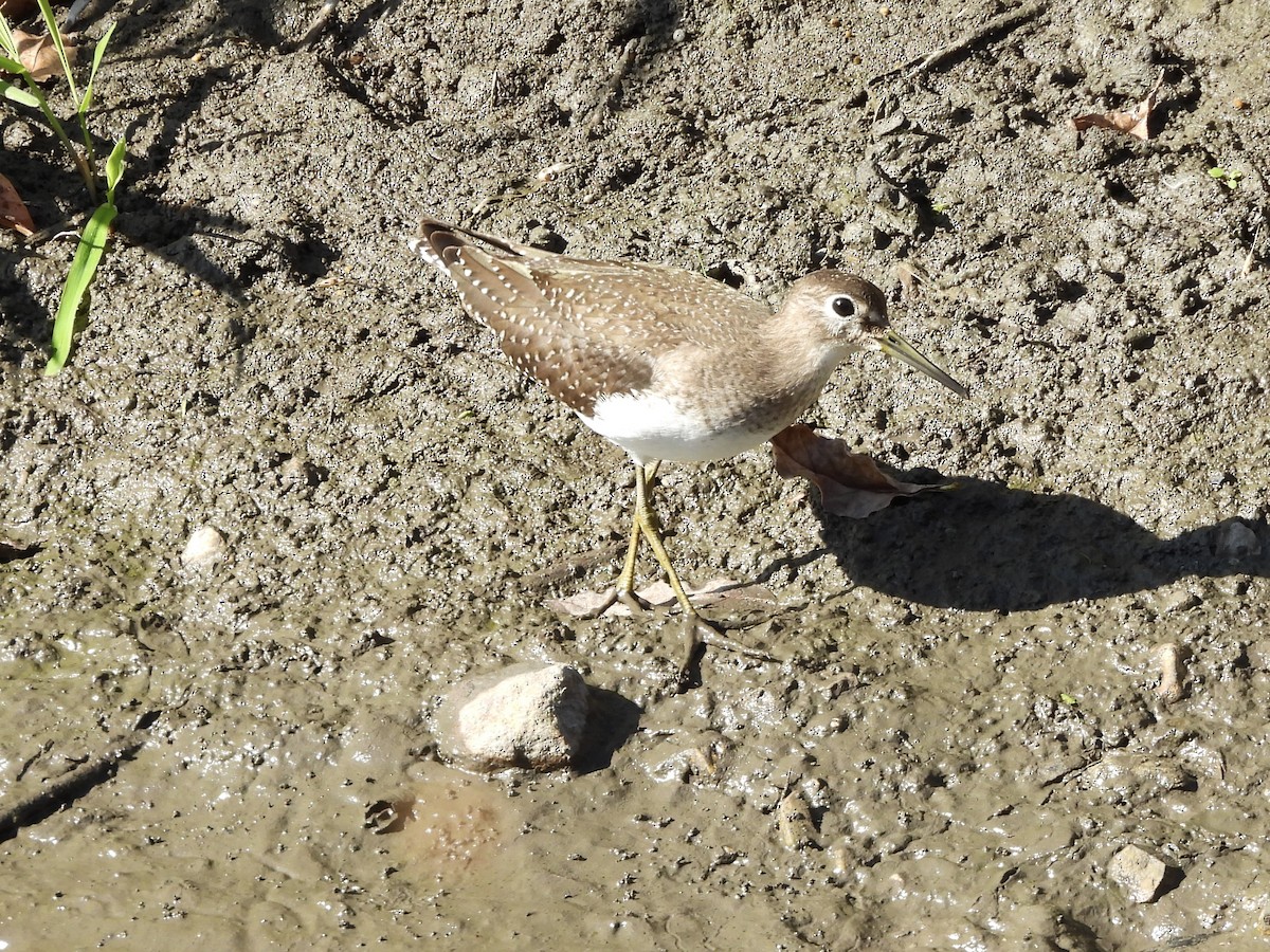 Solitary Sandpiper - ML642713829