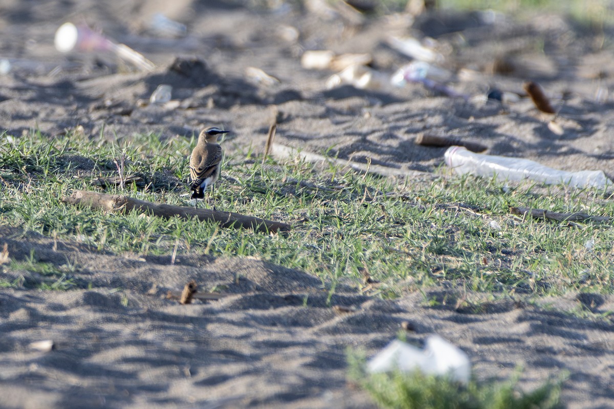 Northern Wheatear - ML642713830