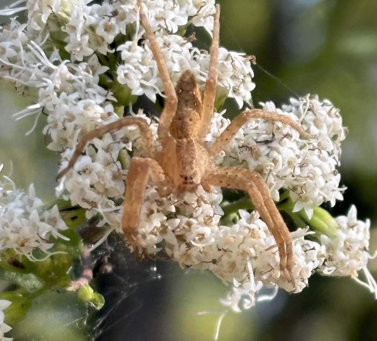 Animals - ML642713841