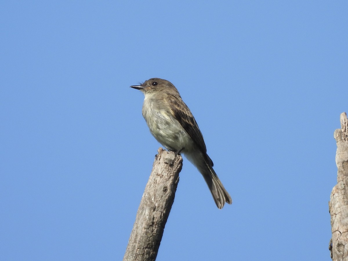 Eastern Phoebe - ML642713843