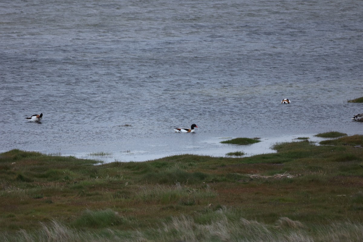 Common Shelduck - ML642713844