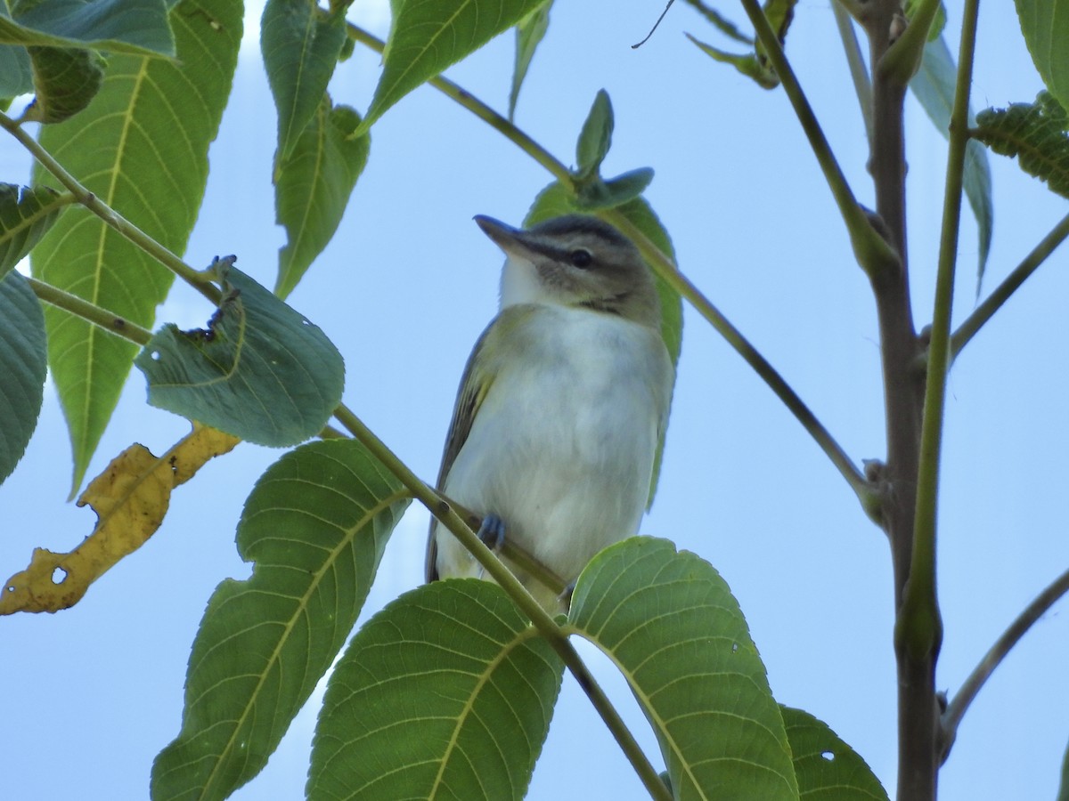 Red-eyed Vireo - ML642713847