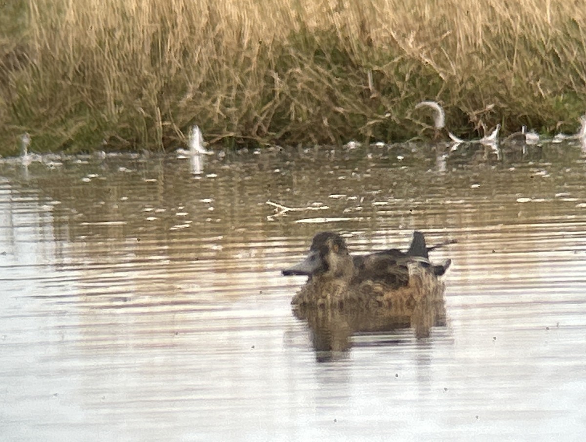 Northern Shoveler - ML642713851