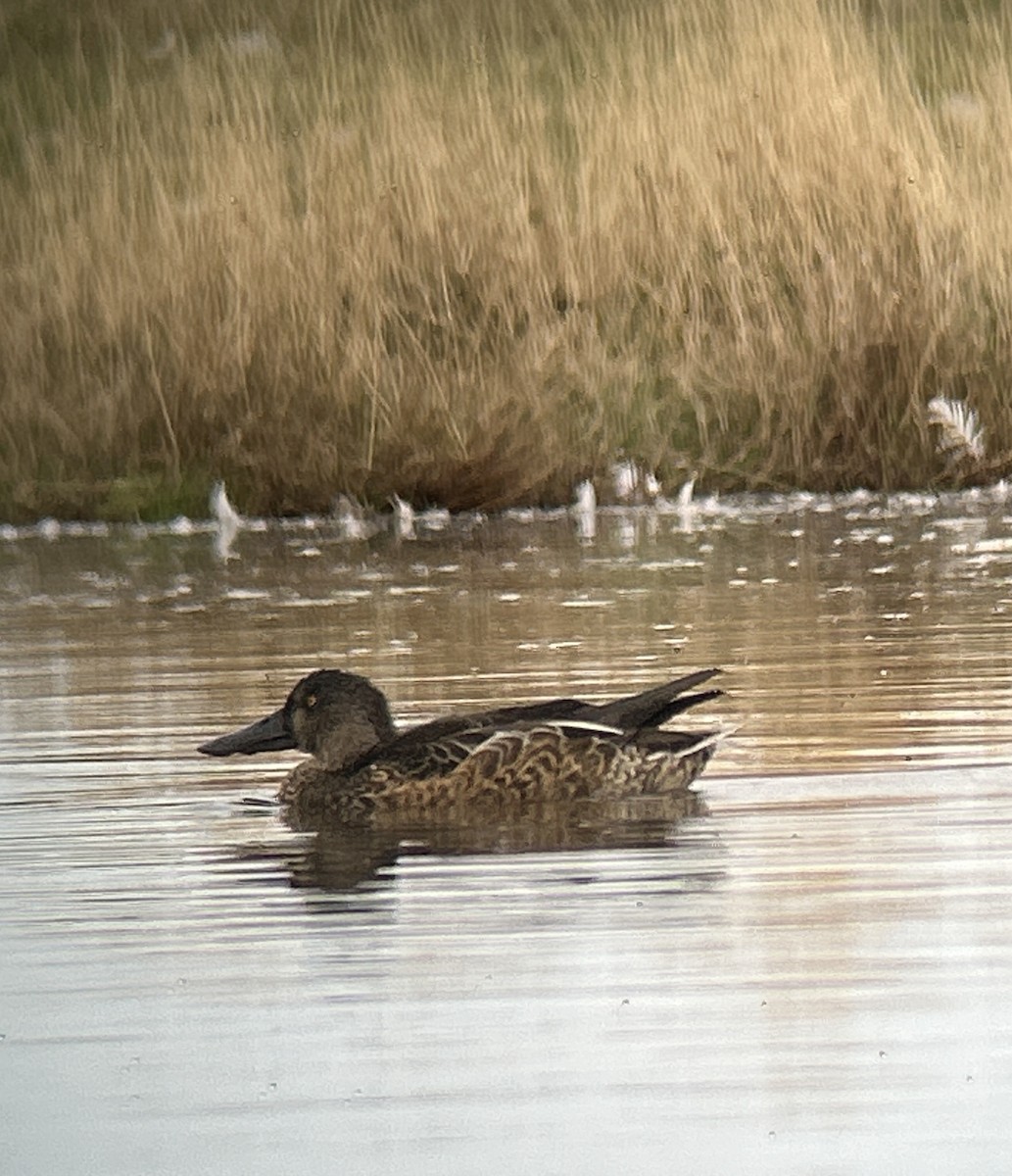 Northern Shoveler - ML642713852