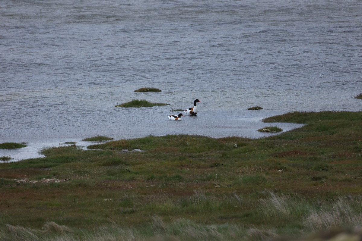 Common Shelduck - ML642713853