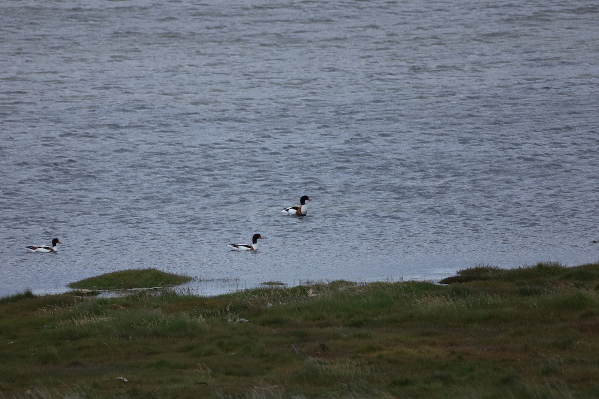Common Shelduck - ML642713854
