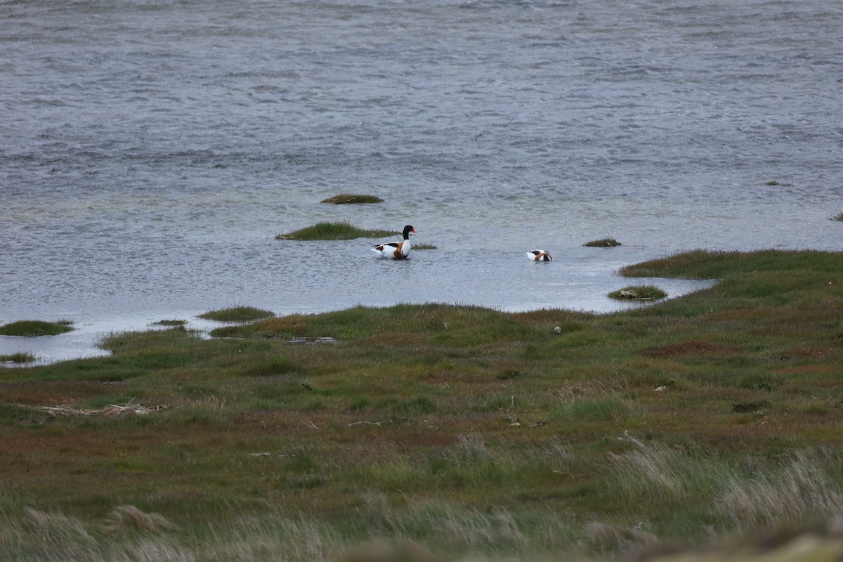 Common Shelduck - ML642713855