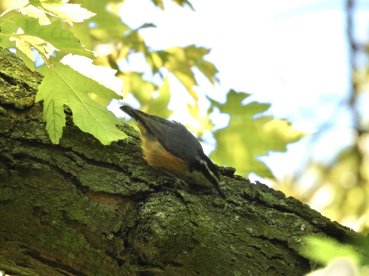 Red-breasted Nuthatch - ML642713857