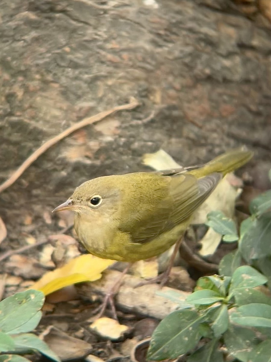 Connecticut Warbler - ML642713861