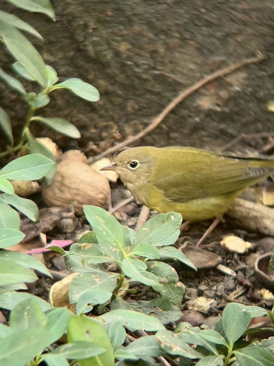 Connecticut Warbler - ML642713862