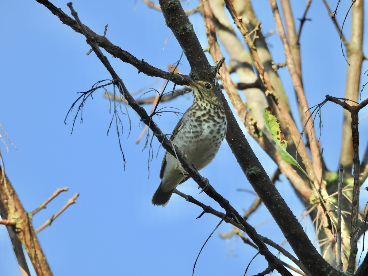 Swainson's Thrush - ML642713864