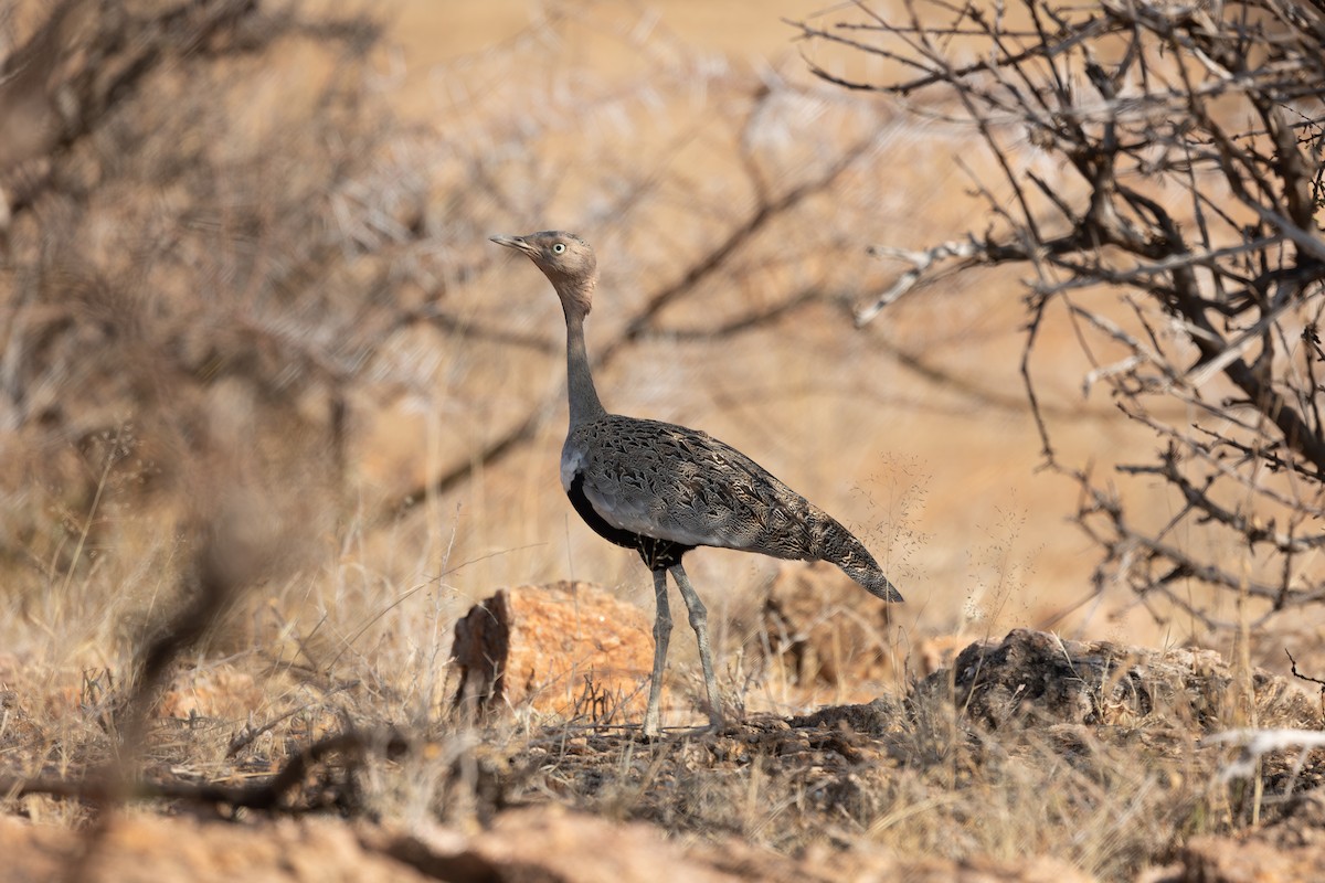 Buff-crested Bustard - ML642713868