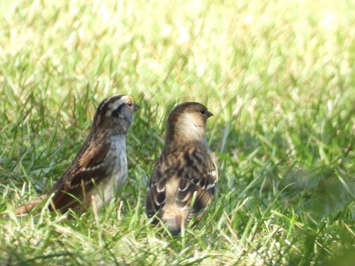 White-throated Sparrow - ML642713872