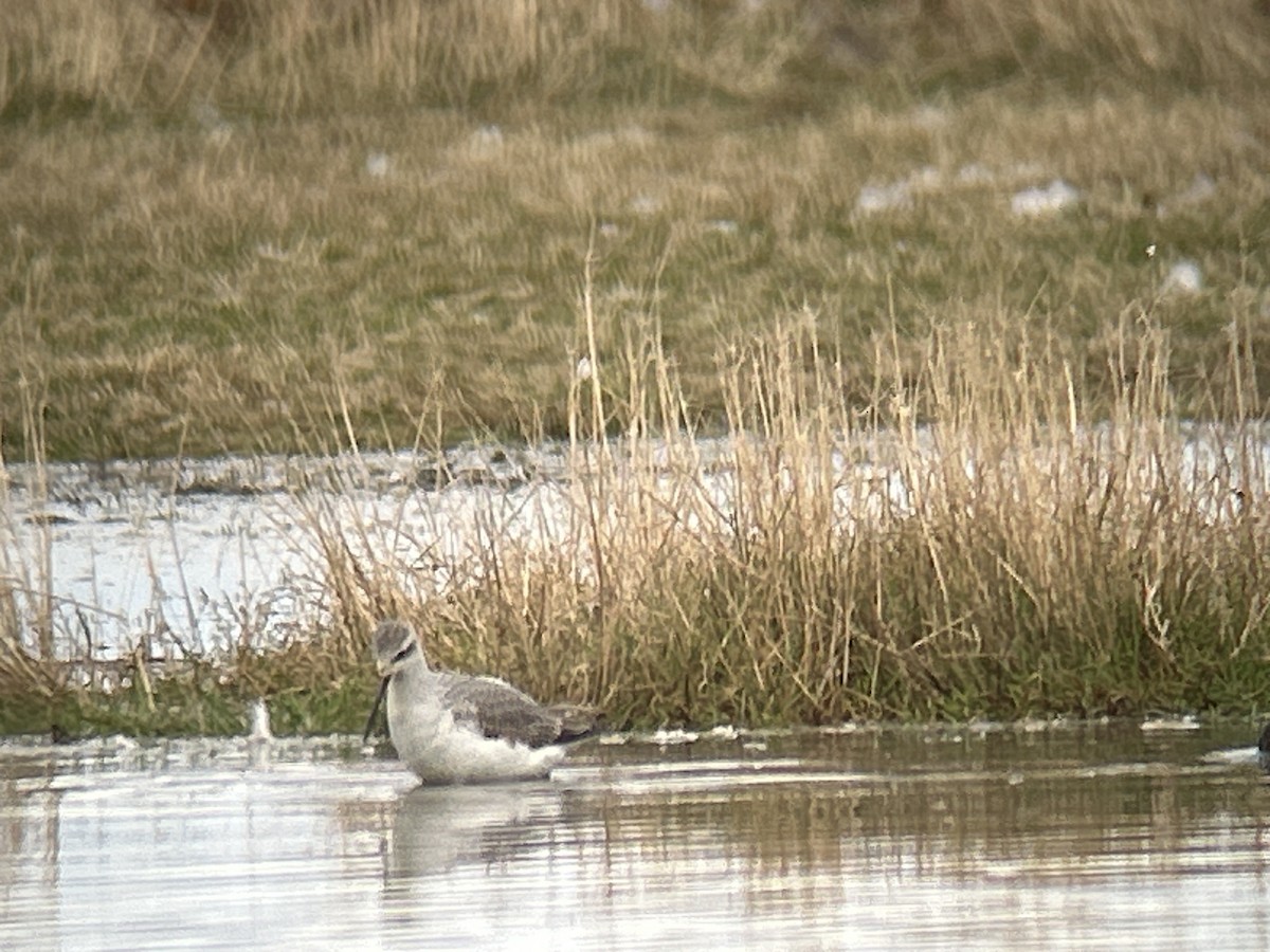 Marsh Sandpiper - ML642713876