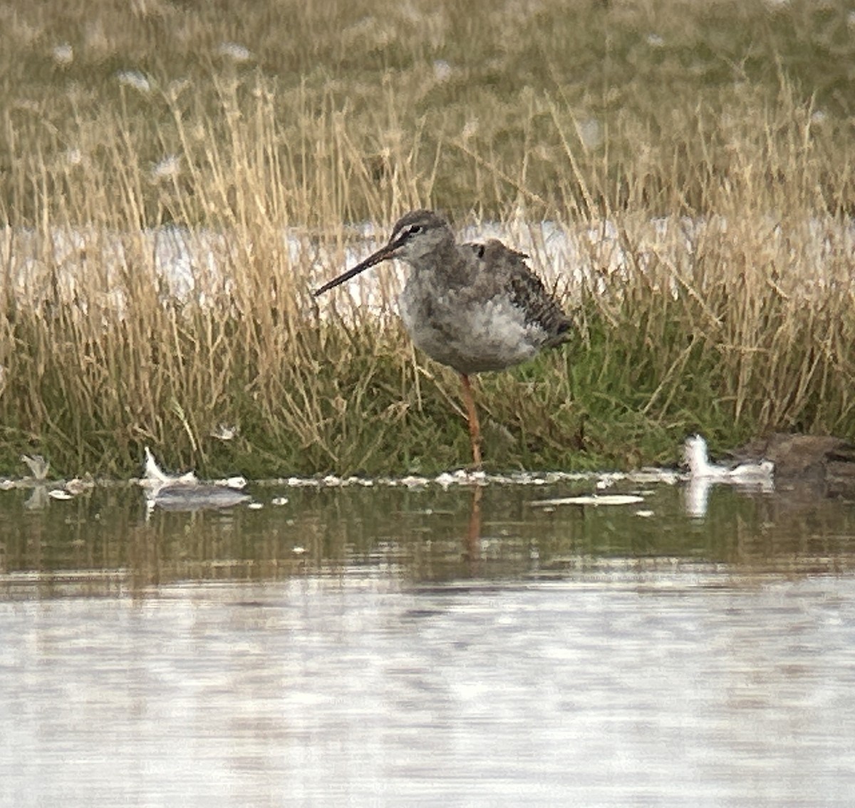 Spotted Redshank - ML642713880