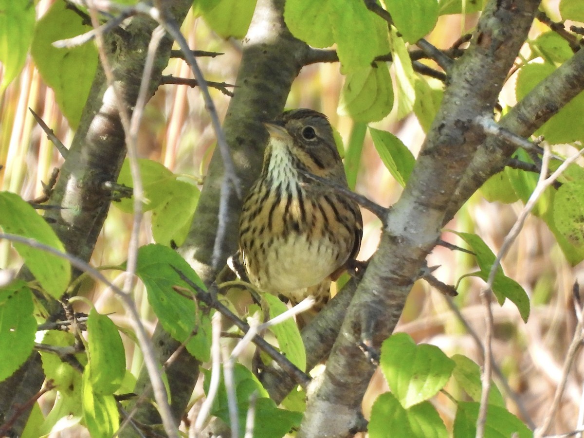 Lincoln's Sparrow - ML642713881