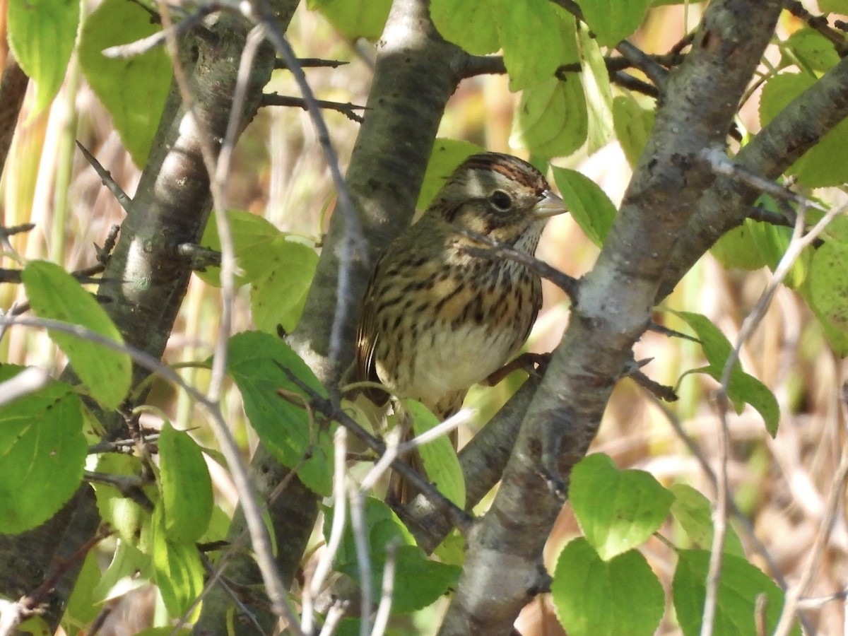 Lincoln's Sparrow - ML642713882