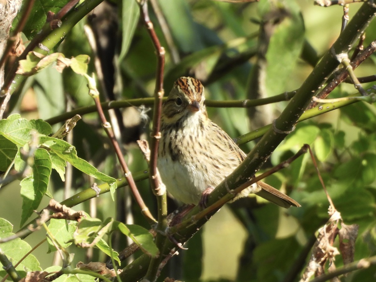 Lincoln's Sparrow - ML642713883