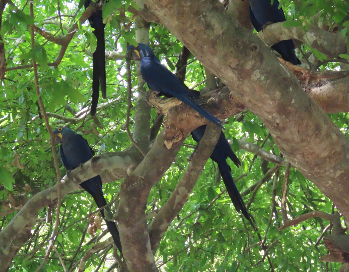 Hyacinth Macaw - ML642713885