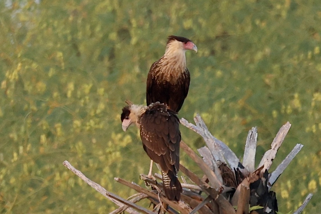 Caracara huppé - ML642713887