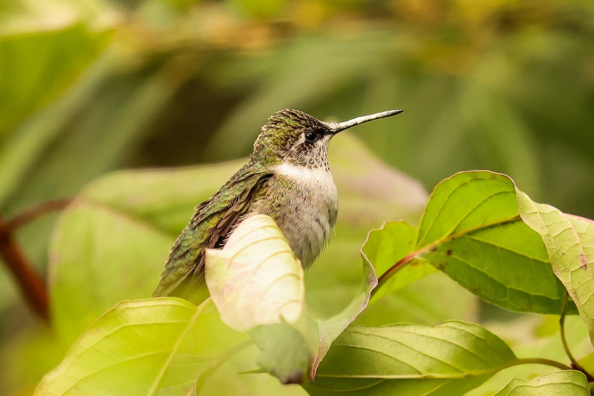 Colibri à gorge rubis - ML642713888