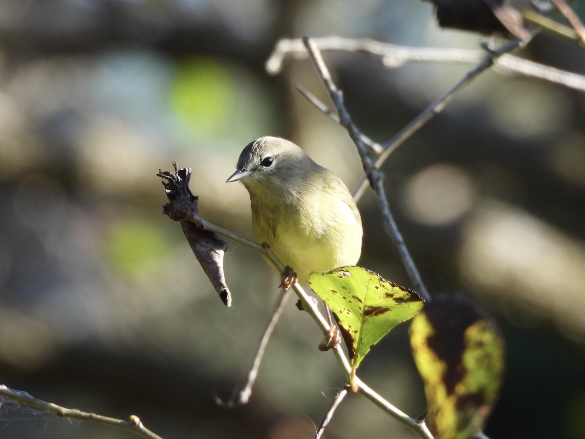 Orange-crowned Warbler - ML642713901