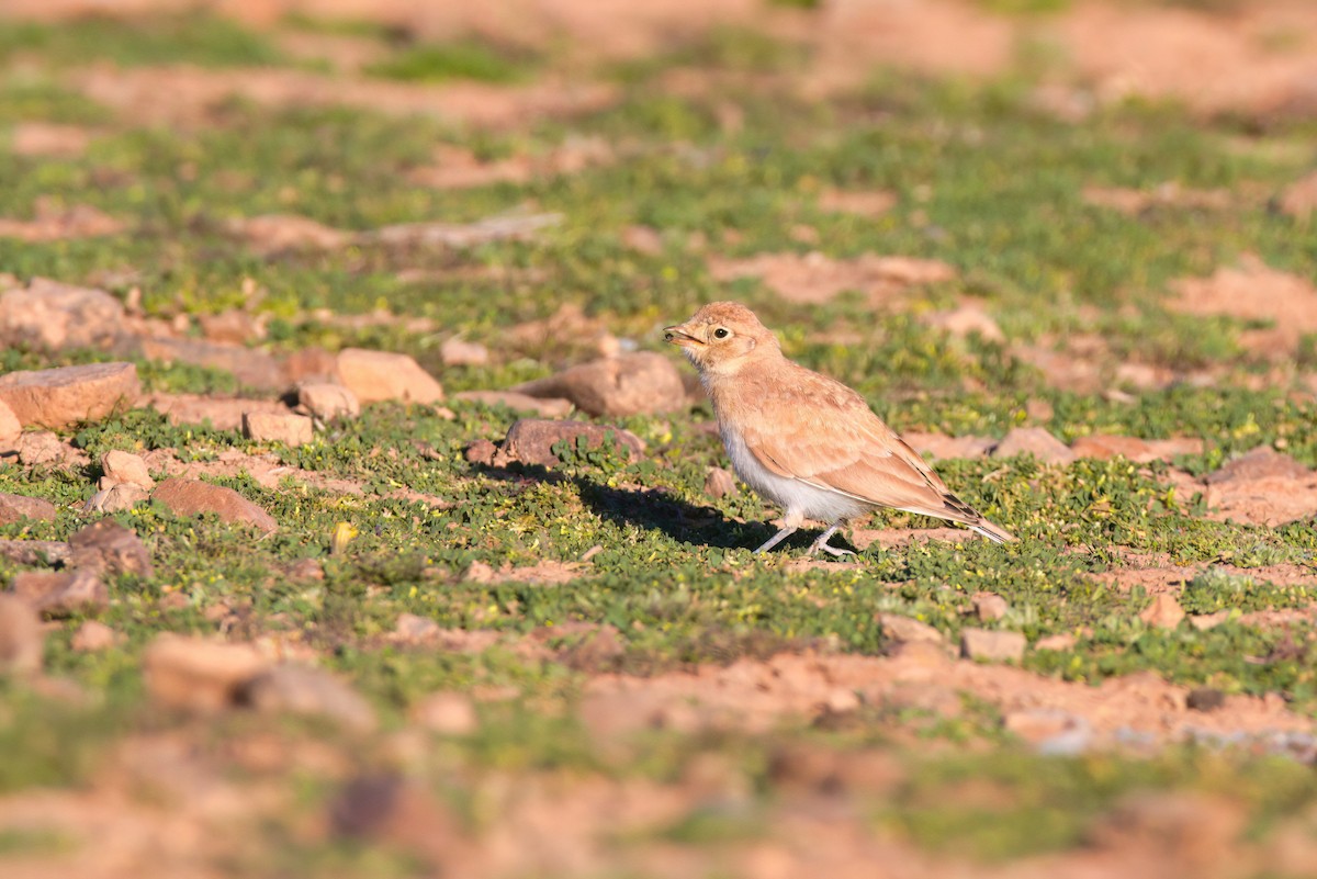 Temminck's Lark - ML642713912