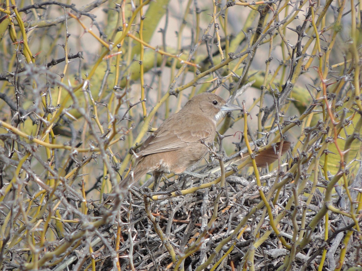 ノドジロエボシカマドドリ - ML642713936