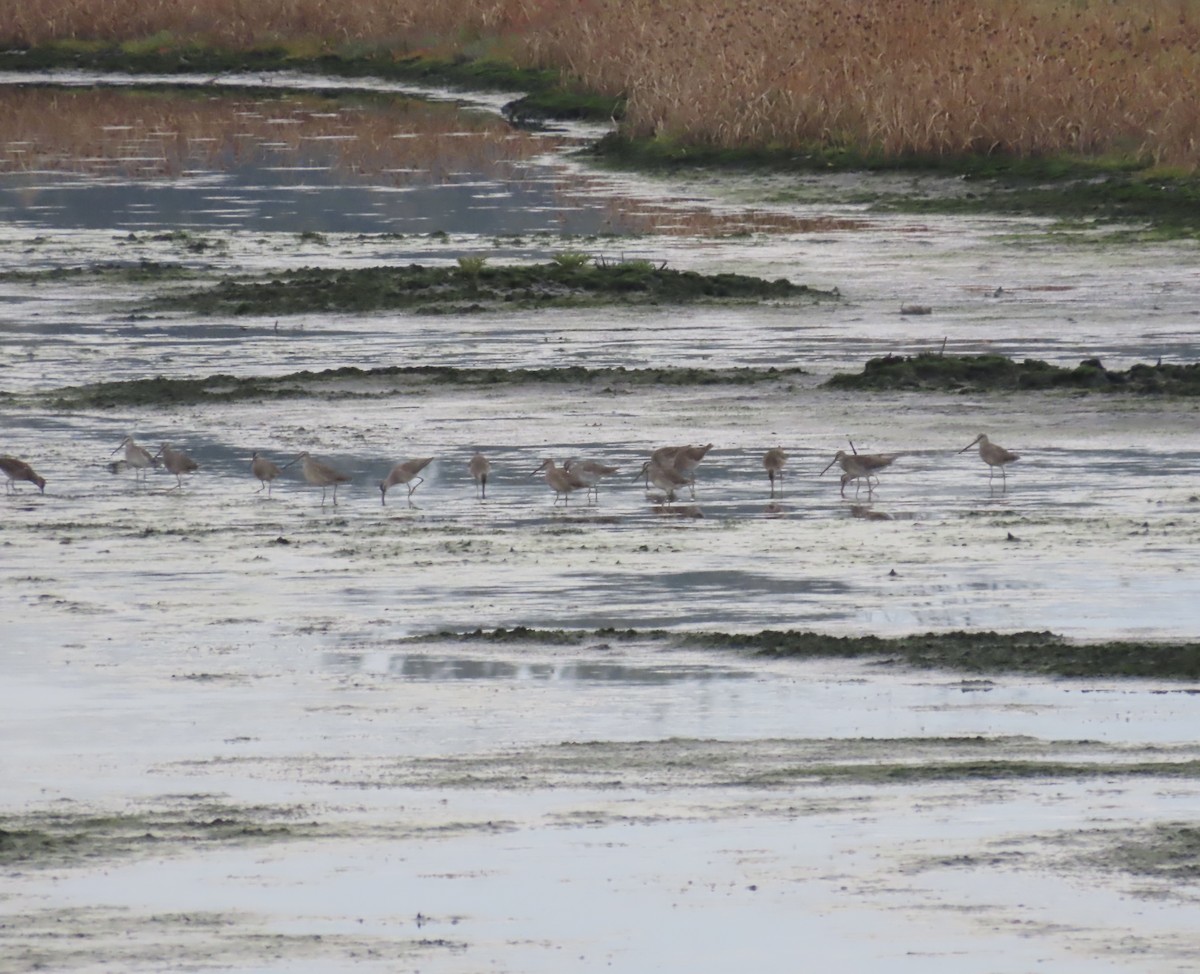 langnebbekkasinsnipe - ML642713979
