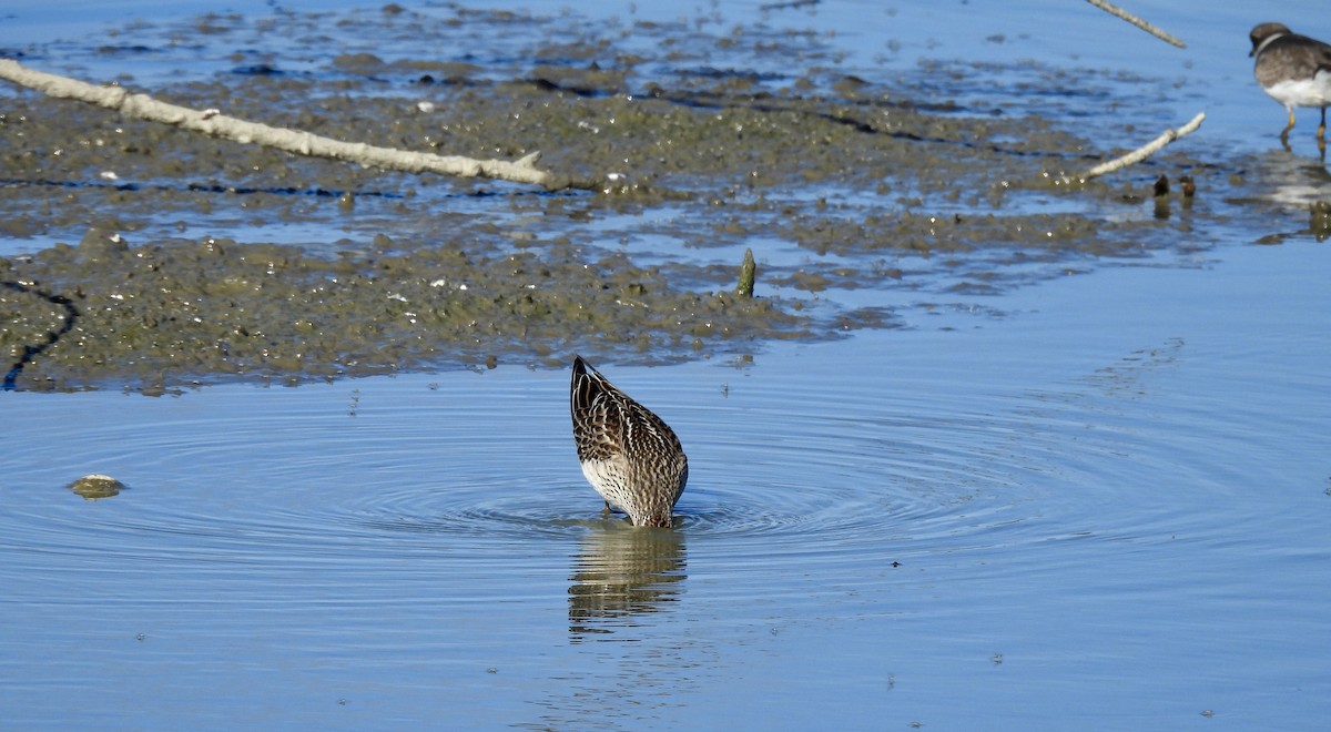 Pectoral Sandpiper - ML642714038