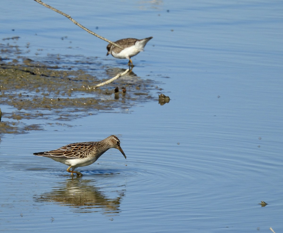 Pectoral Sandpiper - ML642714039
