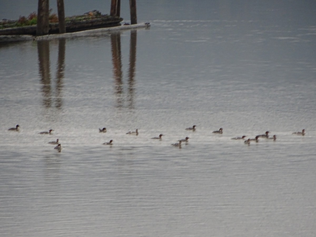 Common Merganser - ML642714043
