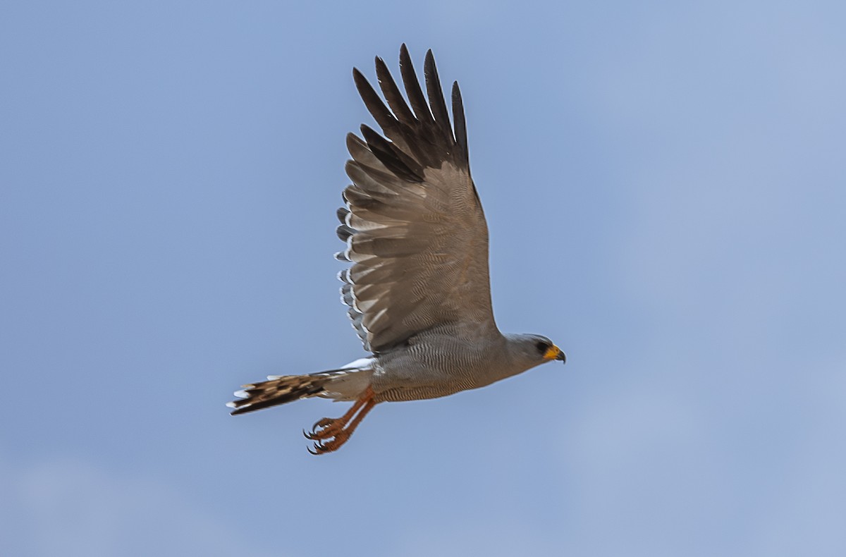 Eastern Chanting-Goshawk - ML642714044