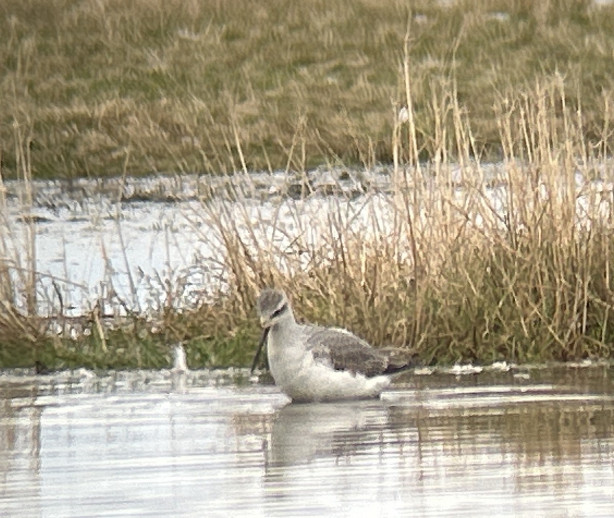 Marsh Sandpiper - ML642714047