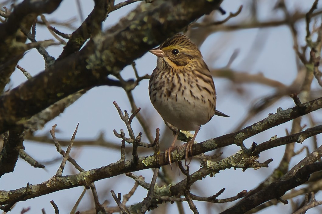 Savannah Sparrow - ML642714050