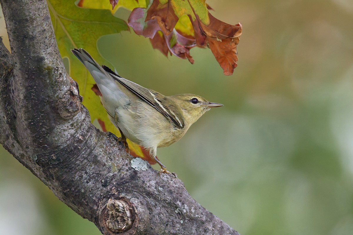 Blackpoll Warbler - ML642714065