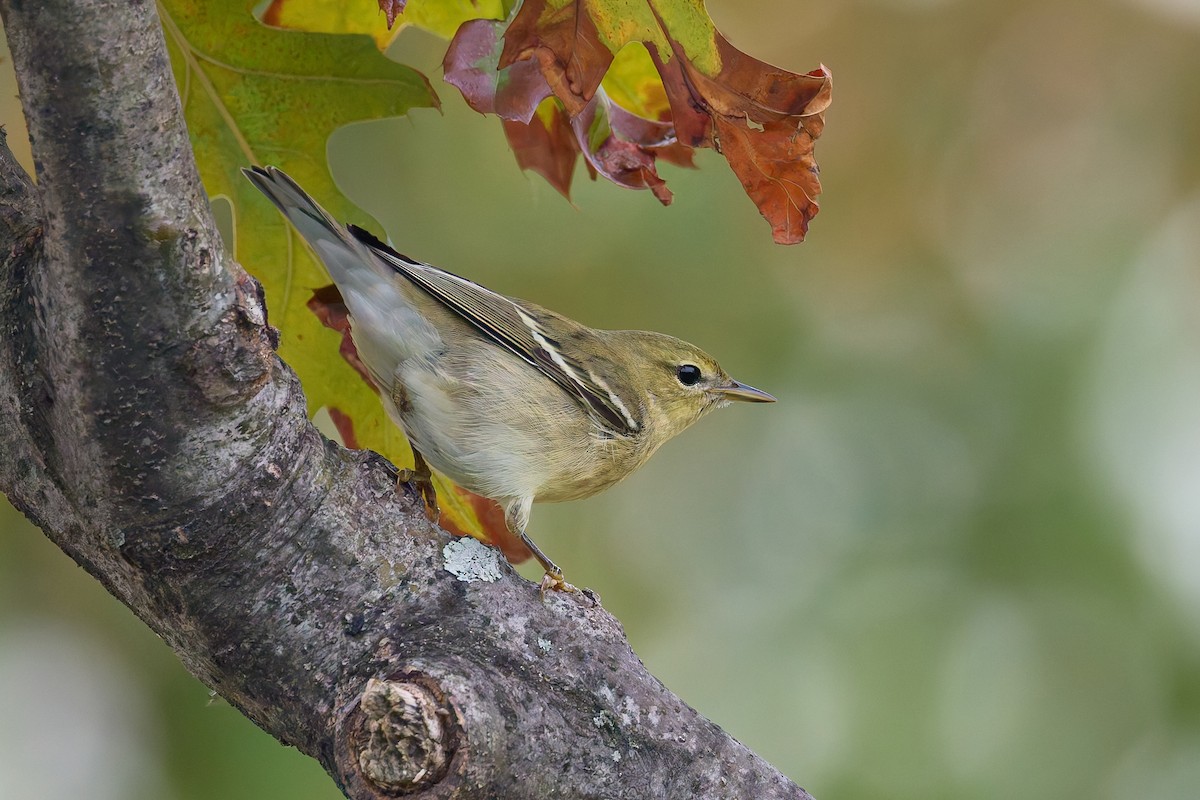 Blackpoll Warbler - ML642714076