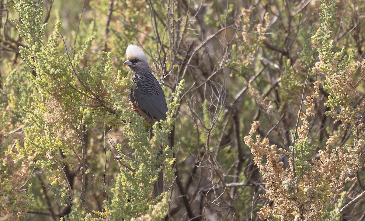 White-headed Mousebird - ML642714093
