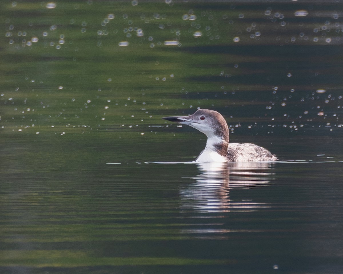 Common Loon - Steve Aprile