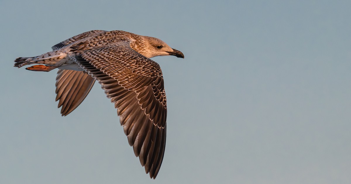 Great Black-backed Gull - ML642714097