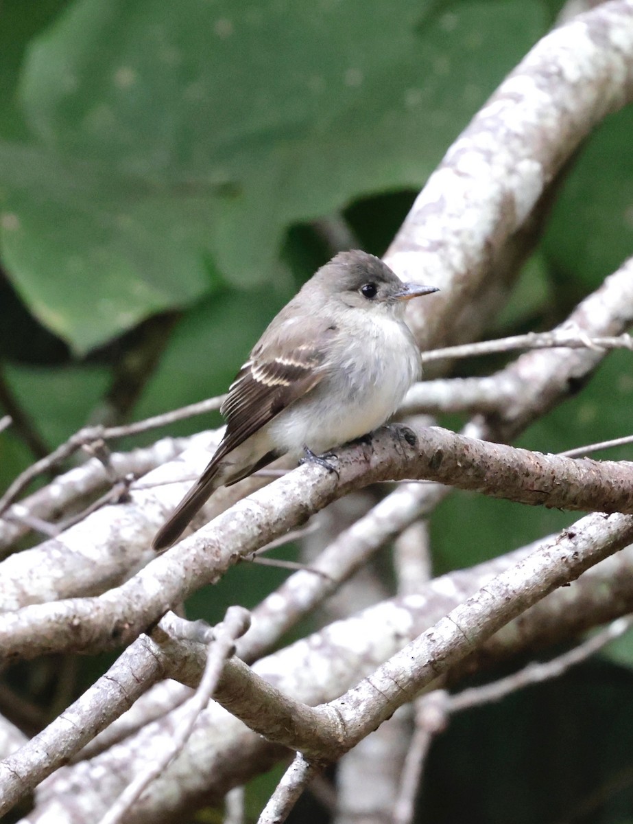 Eastern Wood-Pewee - ML642714104
